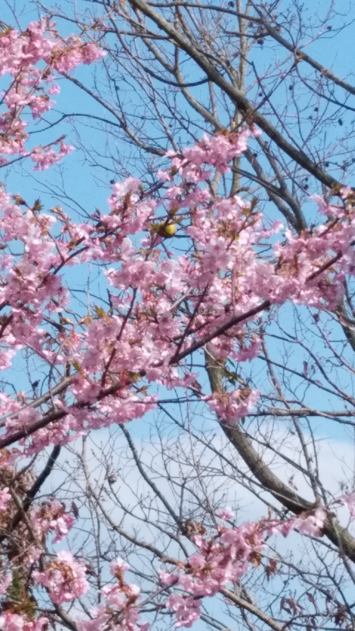 福田母乳育児相談室の画像