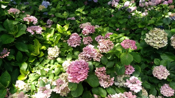 福田母乳育児相談室の画像